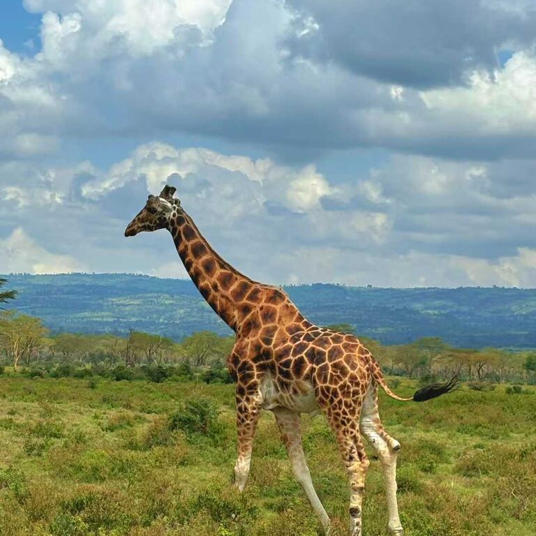 6-Days Masai Mara Nakuru Amboseli safari