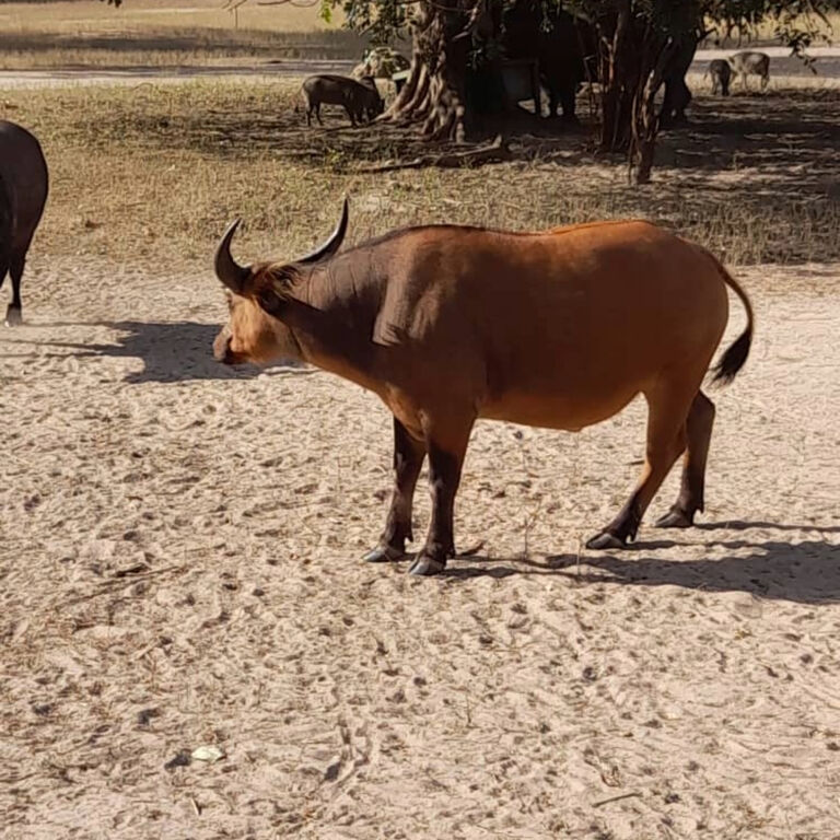 Gassama tour guide /Gambian Excursions