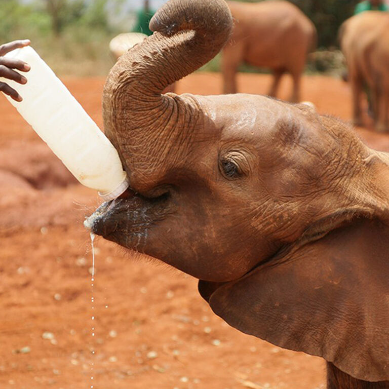 AfricanChallenge Safaris