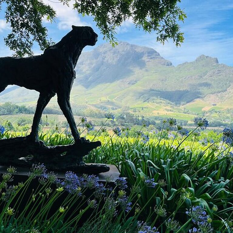 Pleiades du cape town