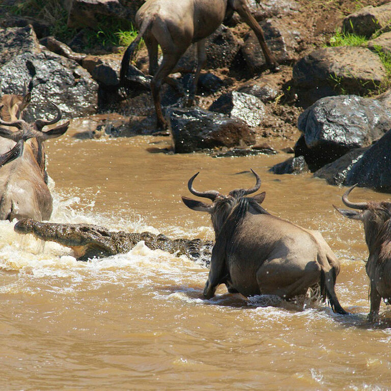 AfricanChallenge Safaris