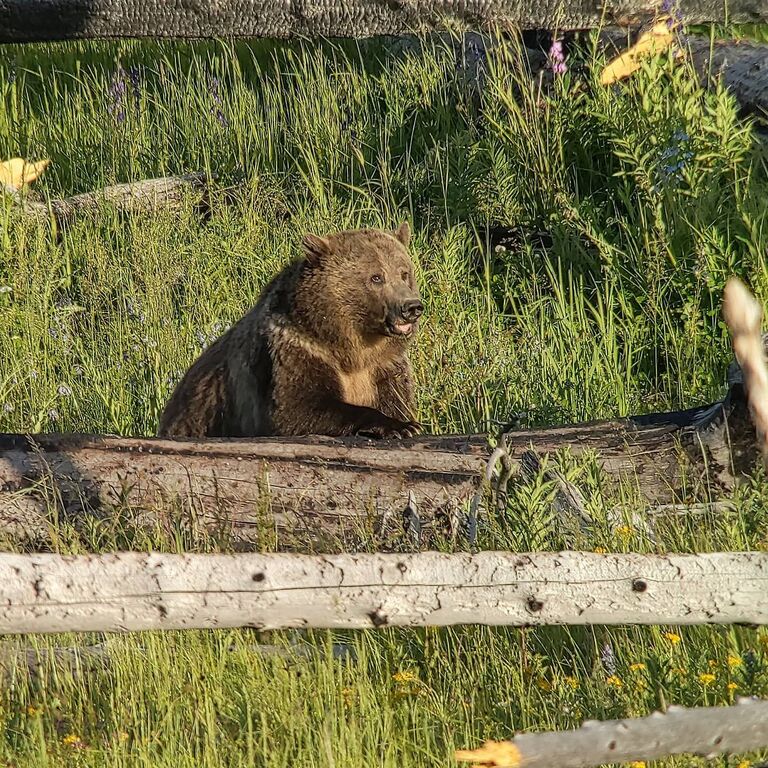 Hayden Valley Nature tours