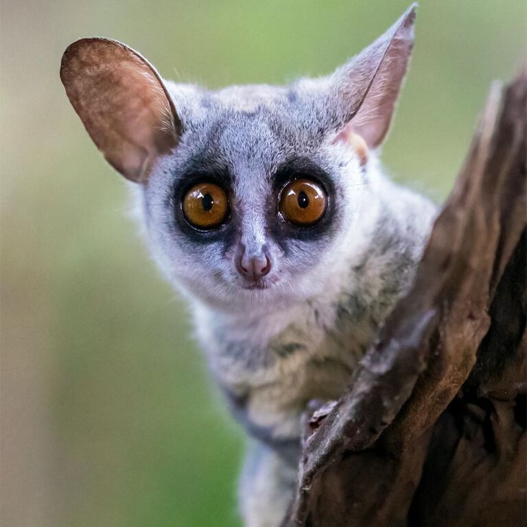 Bushbaby Safaris Zululand (PTY) LTD
