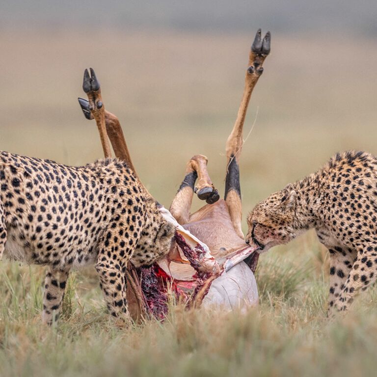 Serengeti Travels