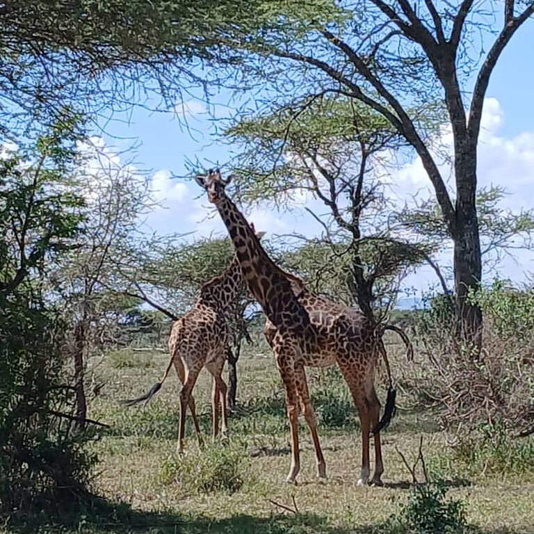 AfriOne Adventures and Safari LLC