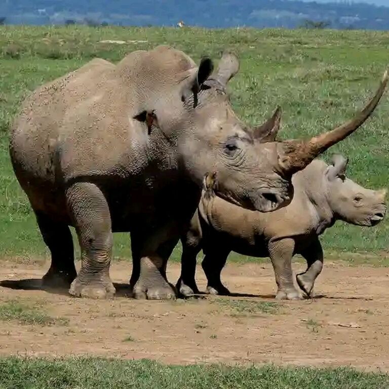 Eco World Safaris