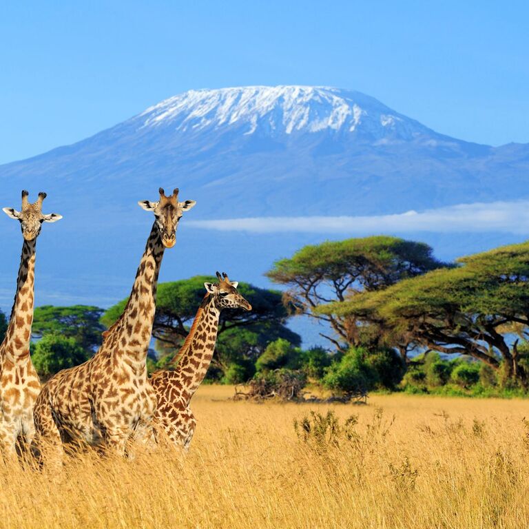 Maziku Tours & Safari's