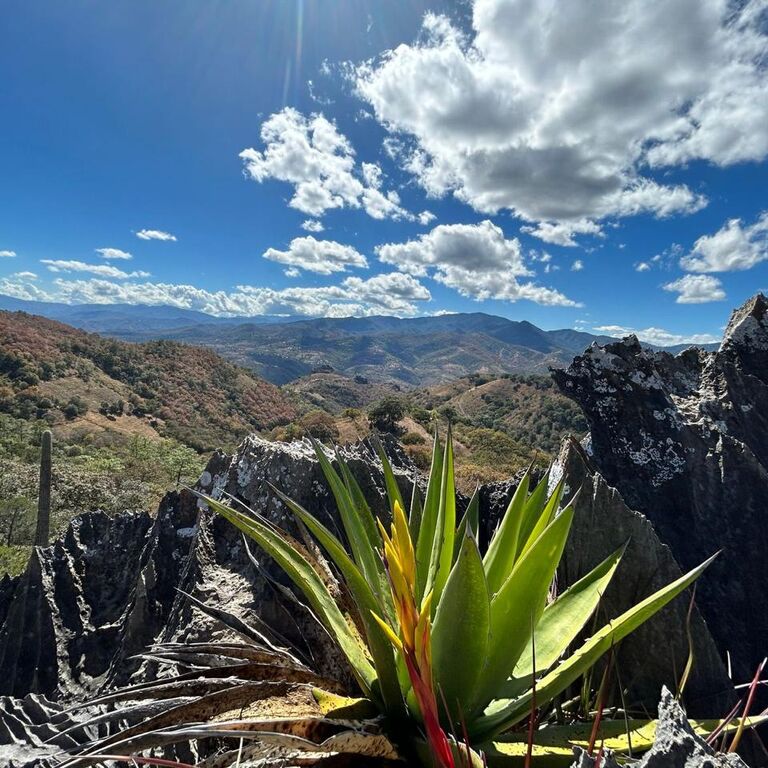 Mezcal Tour Oaxaca