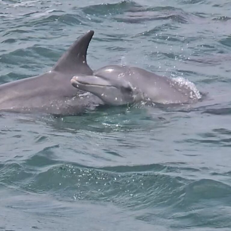 Whalesongs Noosa