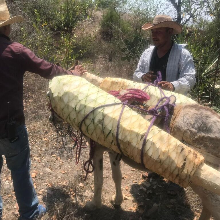 Mezcal Tour Oaxaca