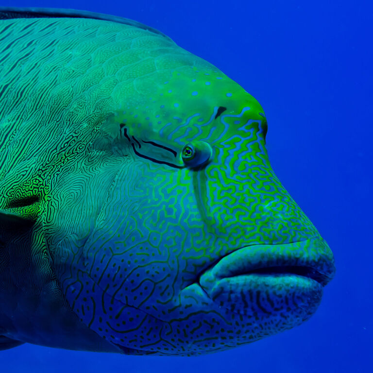 Dive Concepts Tulamben
