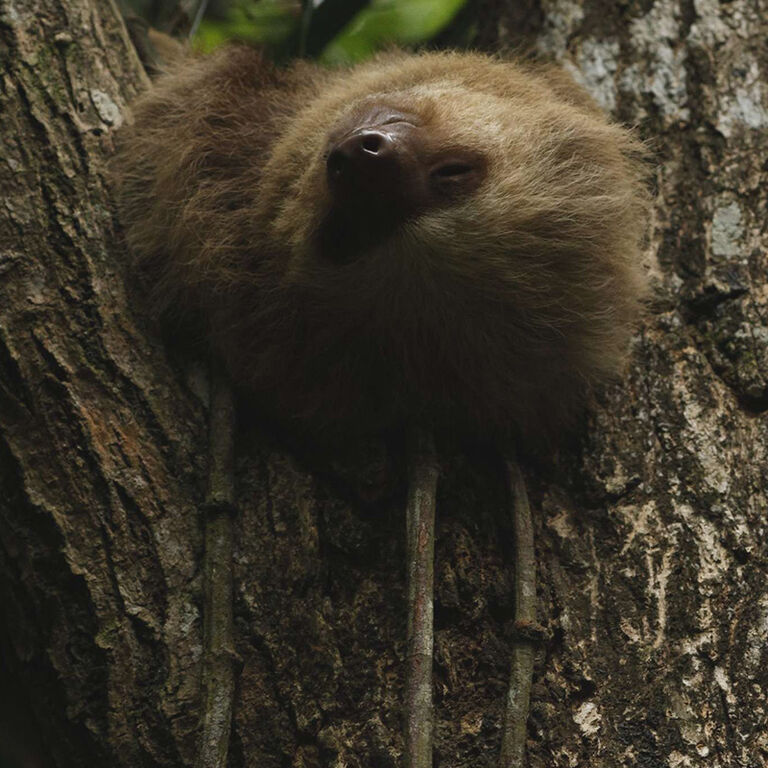 Oktari Monteverde