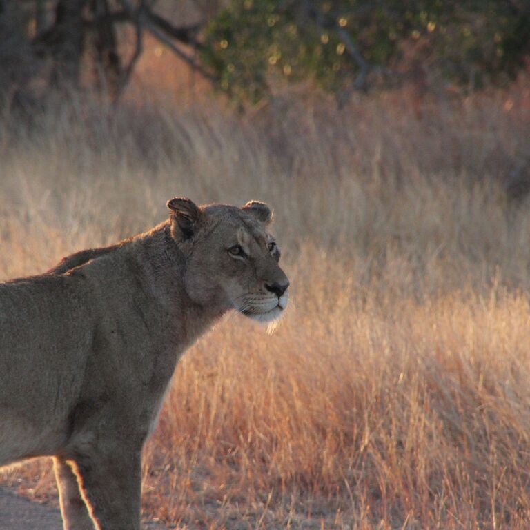 Sable Flats Safaris