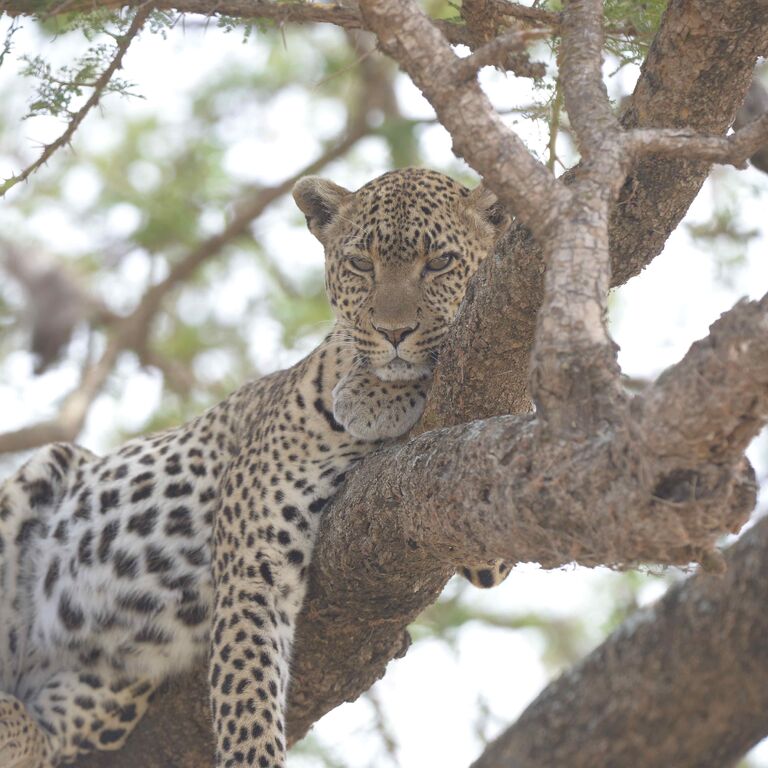 KLM Safaris Co. Ltd