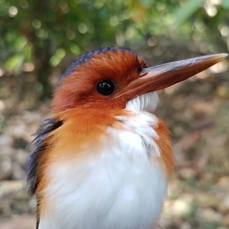 Adventure Birding Tours