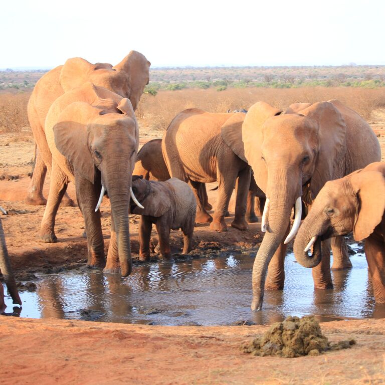 Euclea safaris