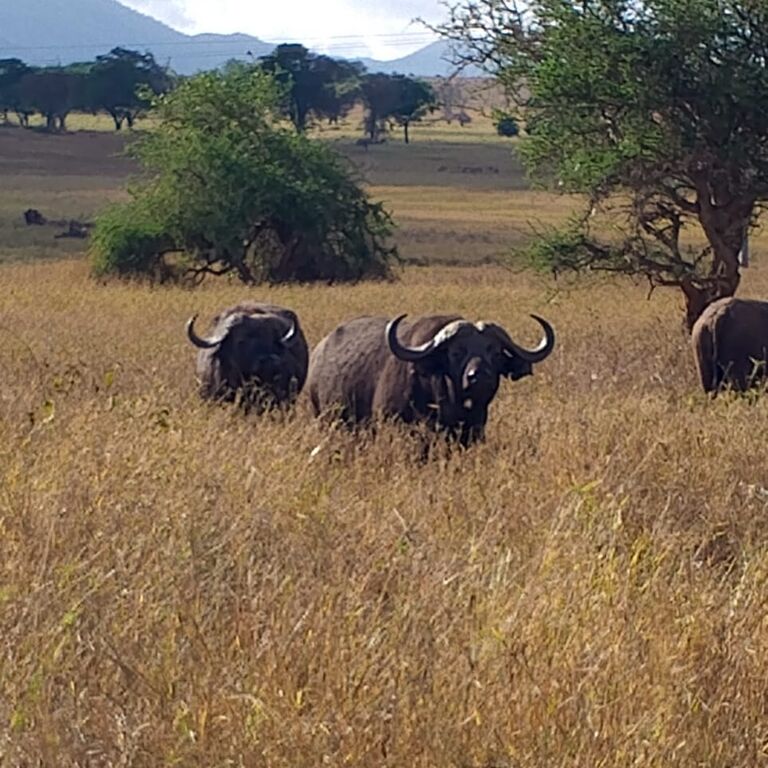 Nice man adventure tours and safaris