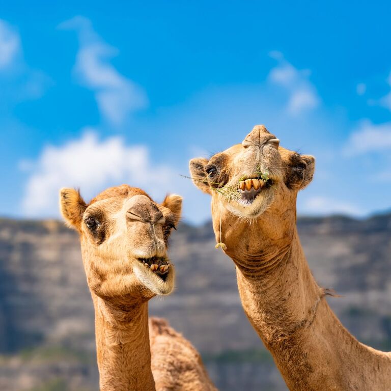 Salalah premium tours