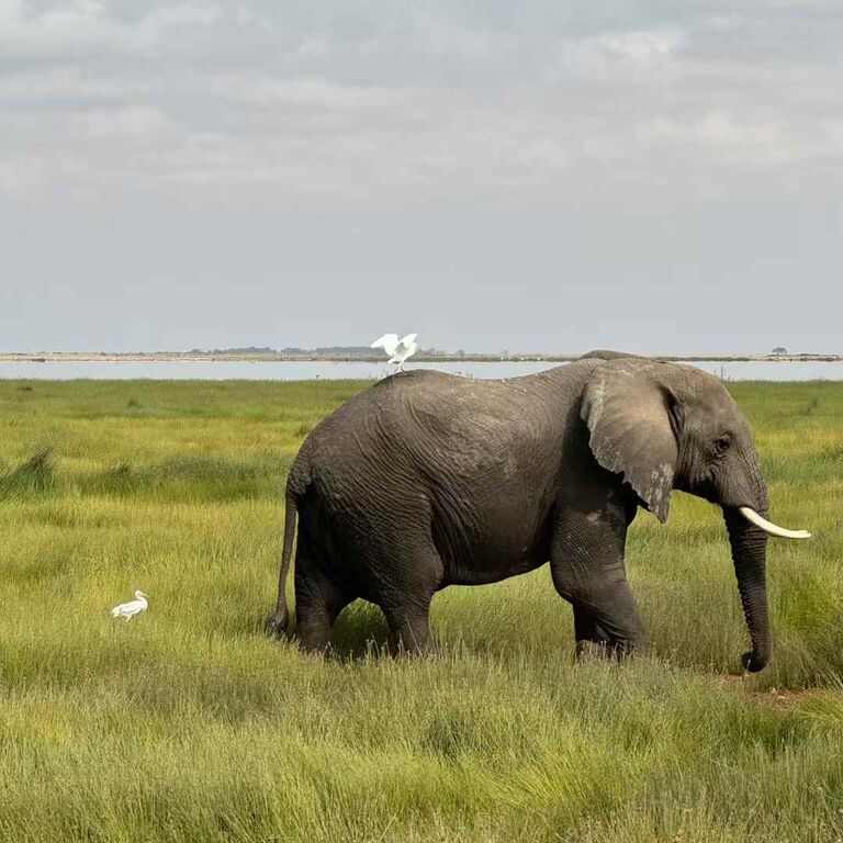6-Days Masai Mara Nakuru Amboseli safari