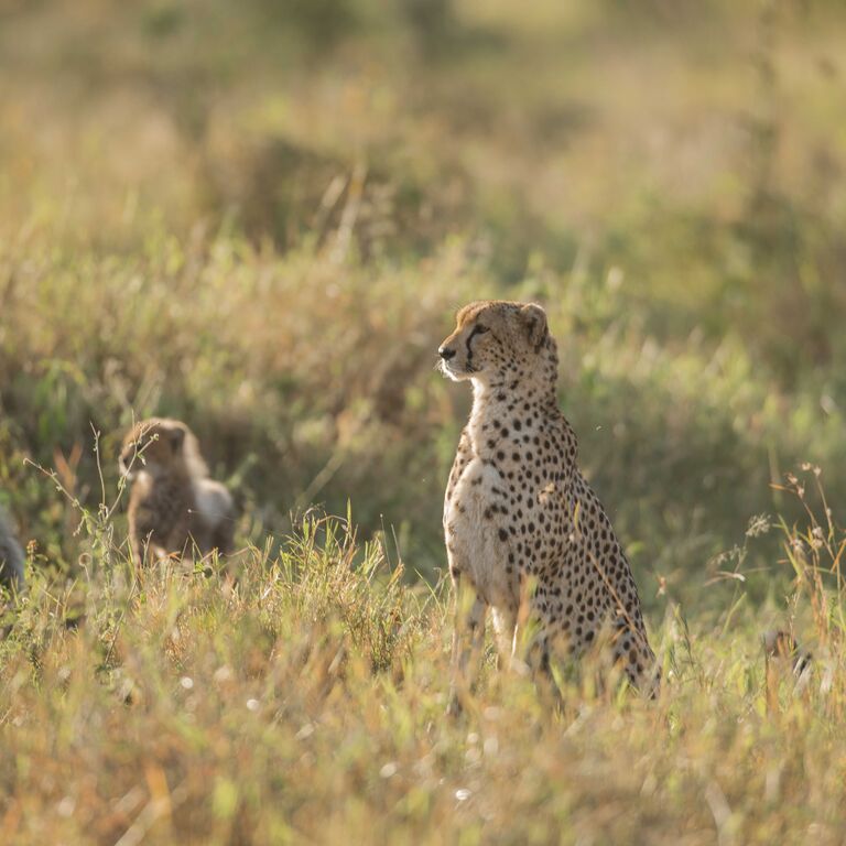 Gnade Safaris