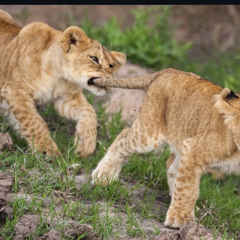 Green Planet Safaris