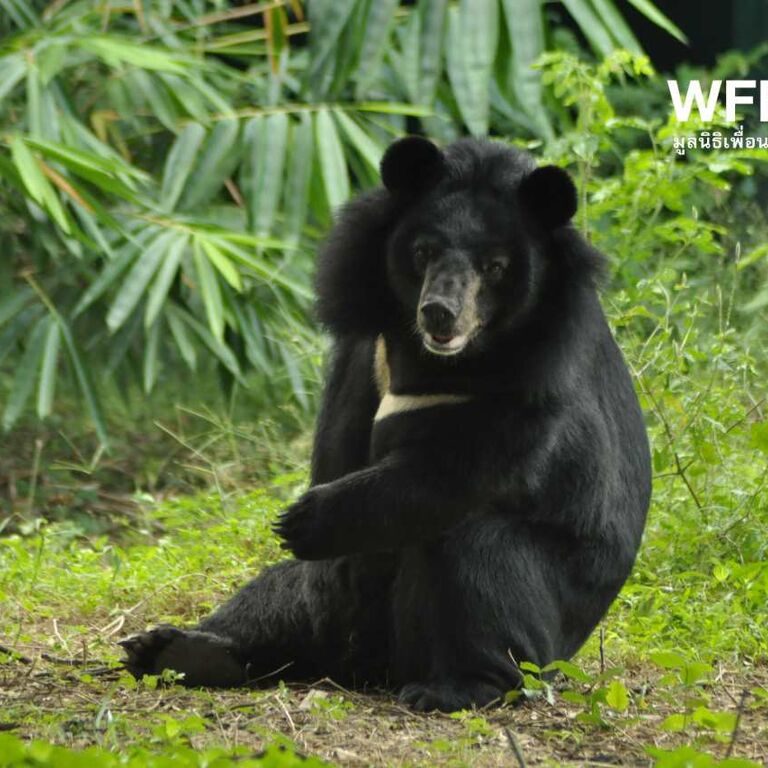 Wildlife Friends Foundation Thailand