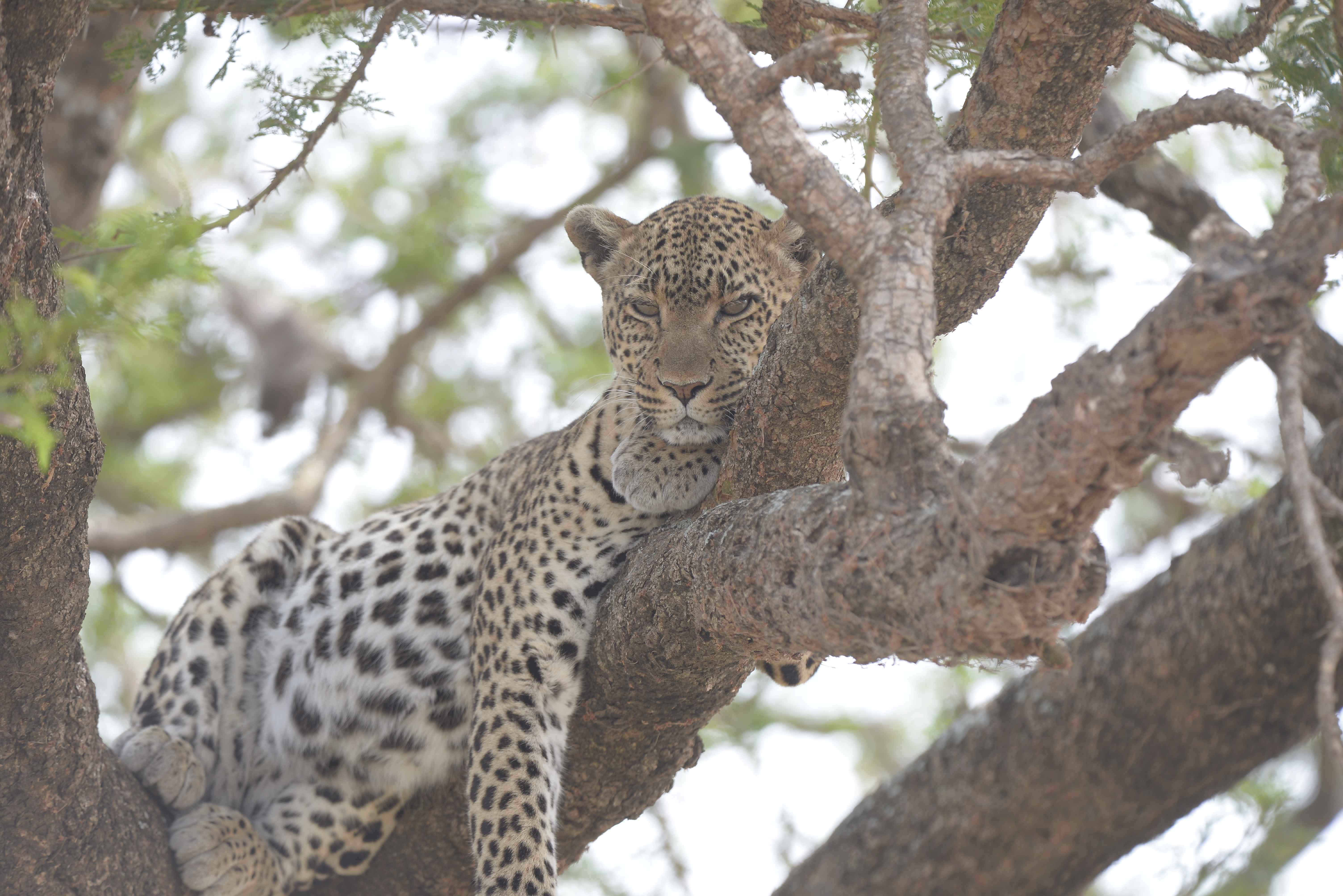 KLM Safaris Co. Ltd