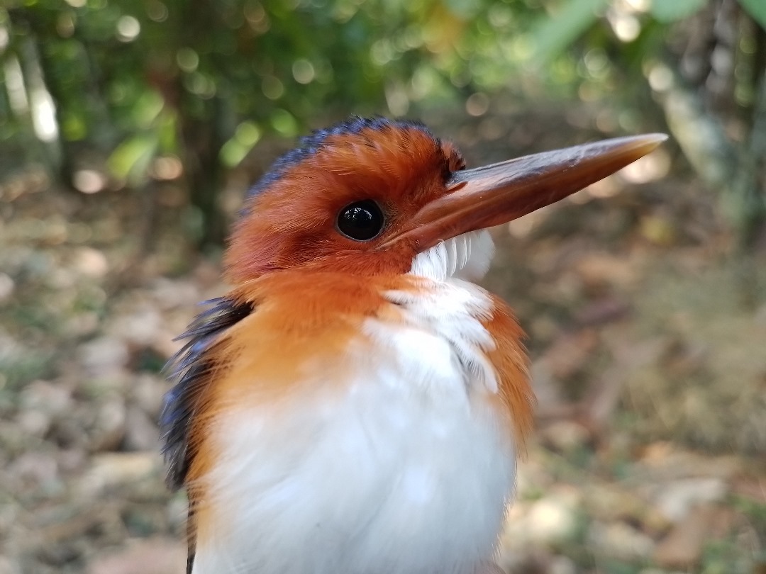 Adventure Birding Tours