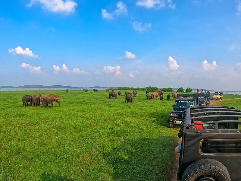 Sri Sri Lanka Tours