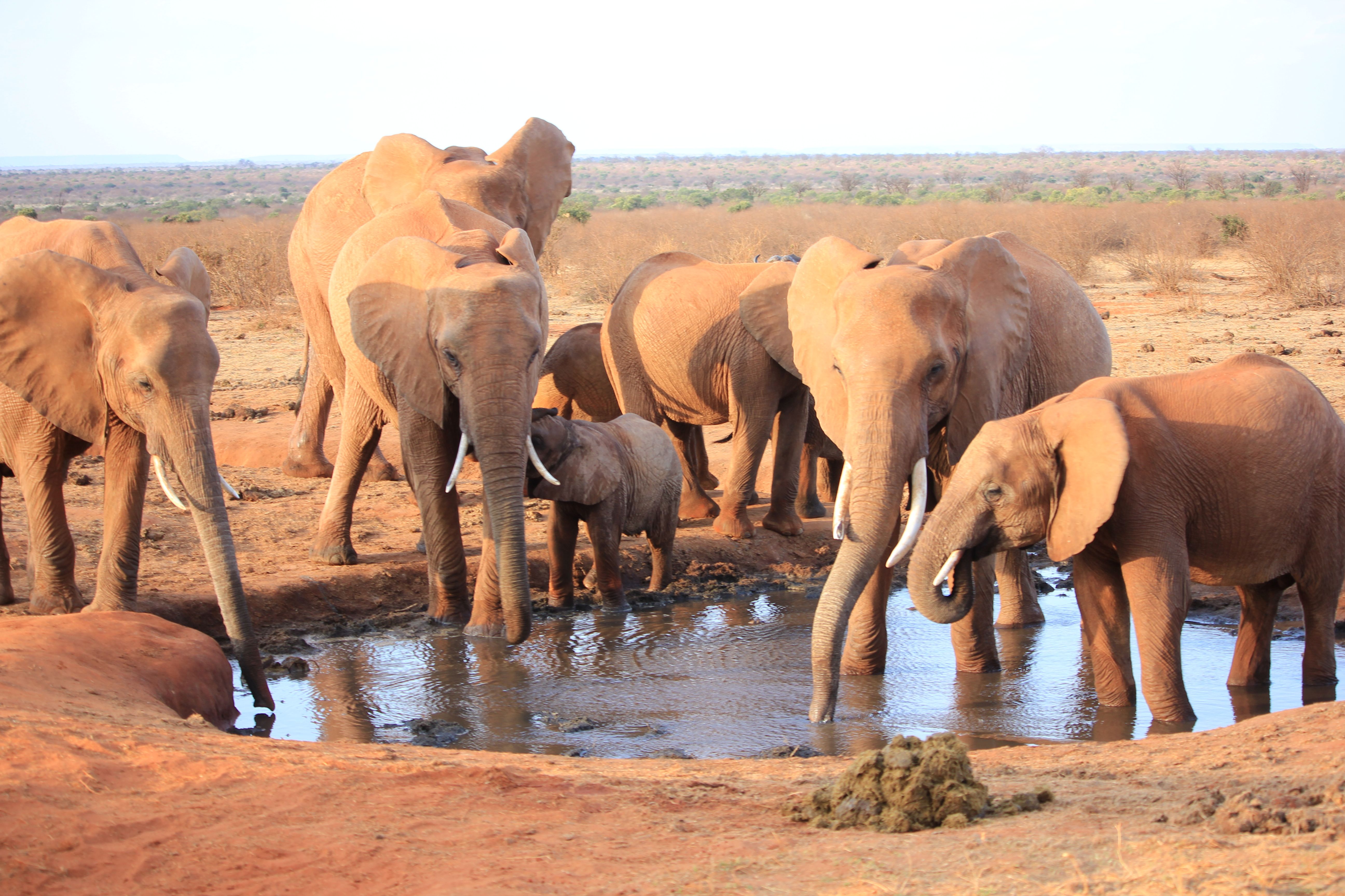 Euclea safaris