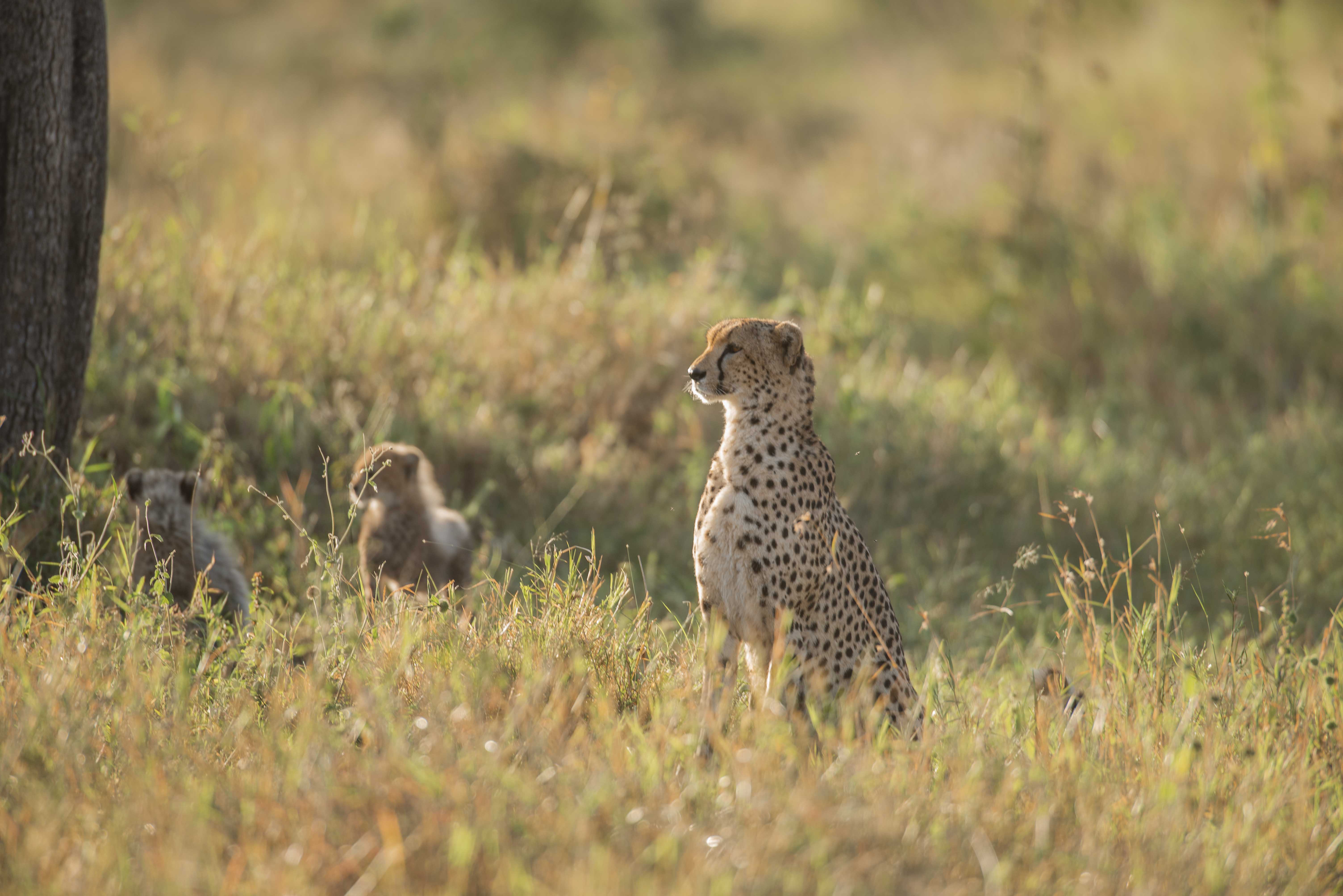 Gnade Safaris