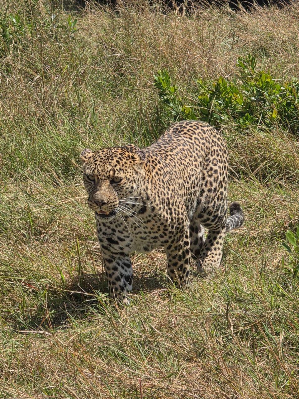 Winny Safaris Africa