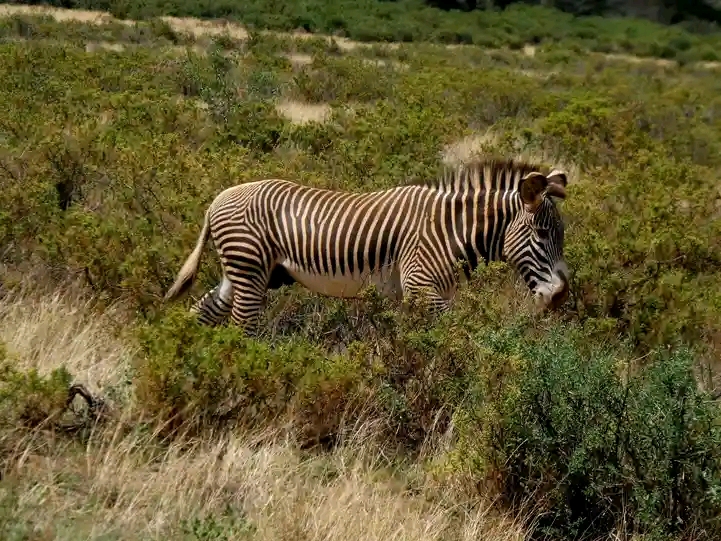 Eco World Safaris