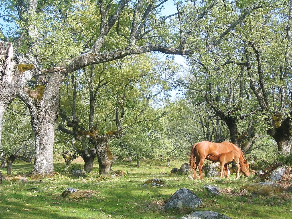 Naturgredos