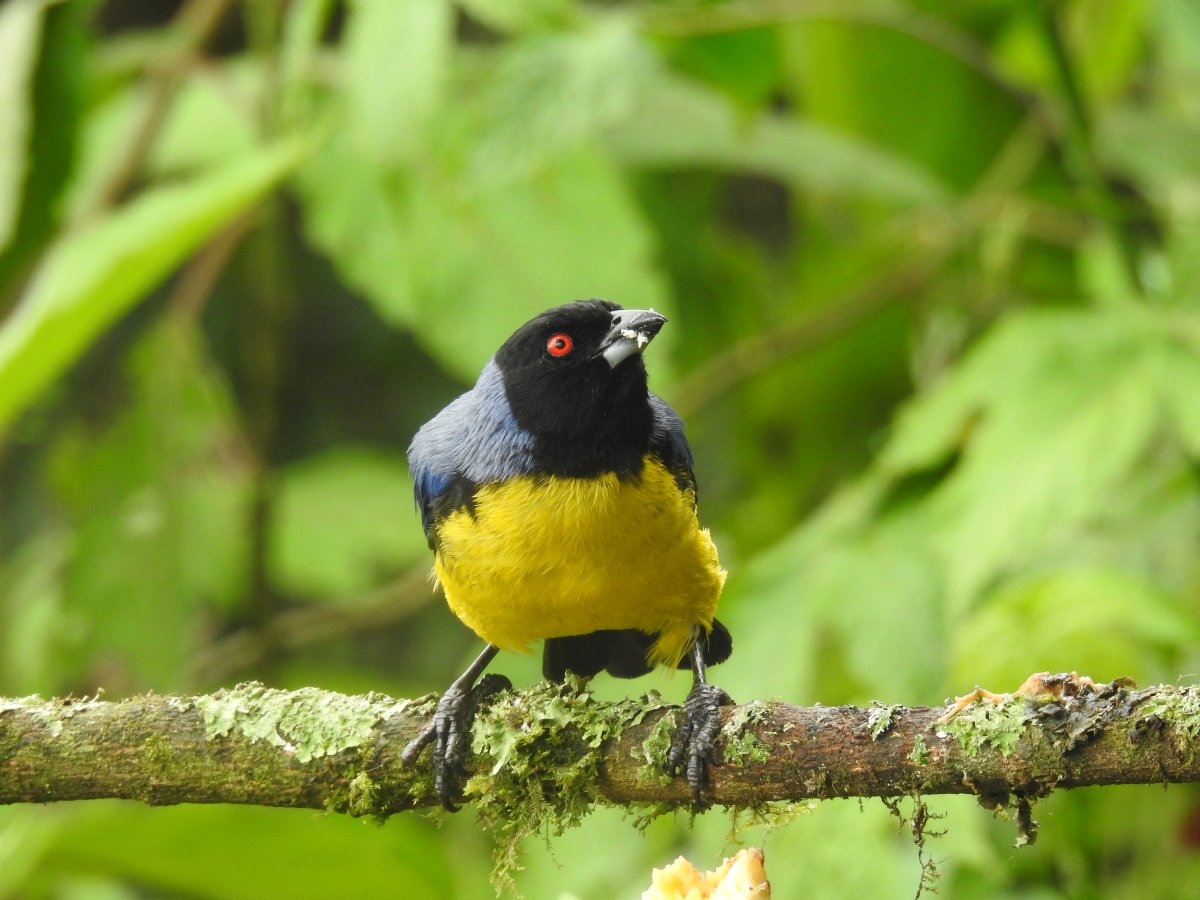 Butterfly and Bird Julio Tours