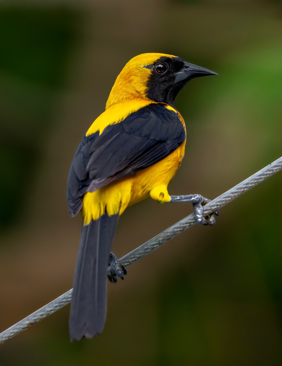 Birding, Breakfast, Critters