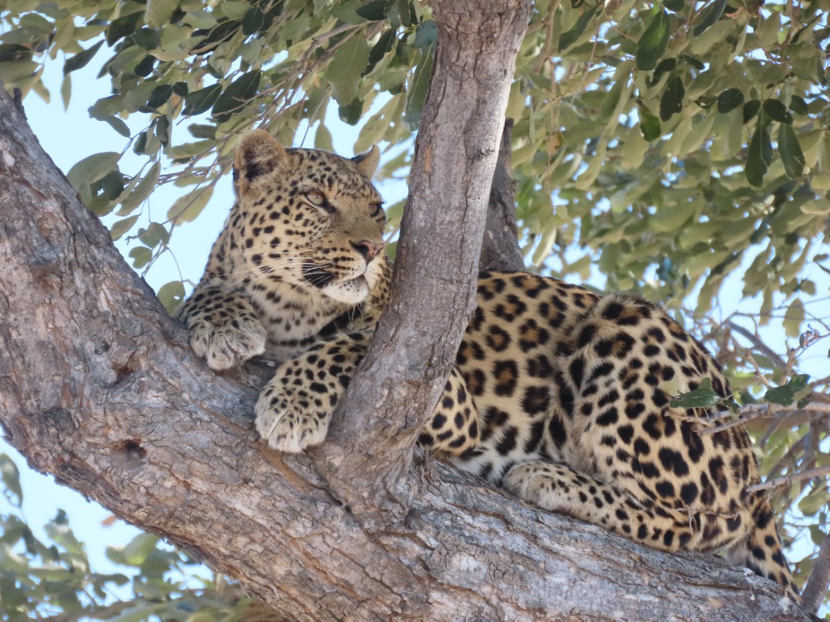 Moremi Safari Experience