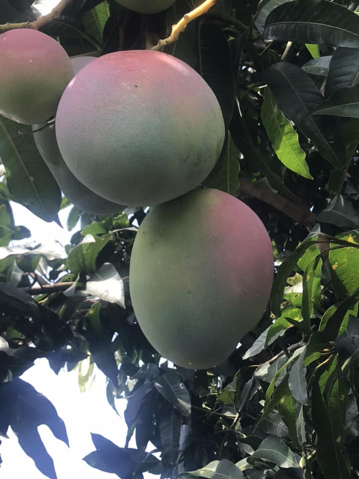 SSI AGRIC FARMS LIMITED