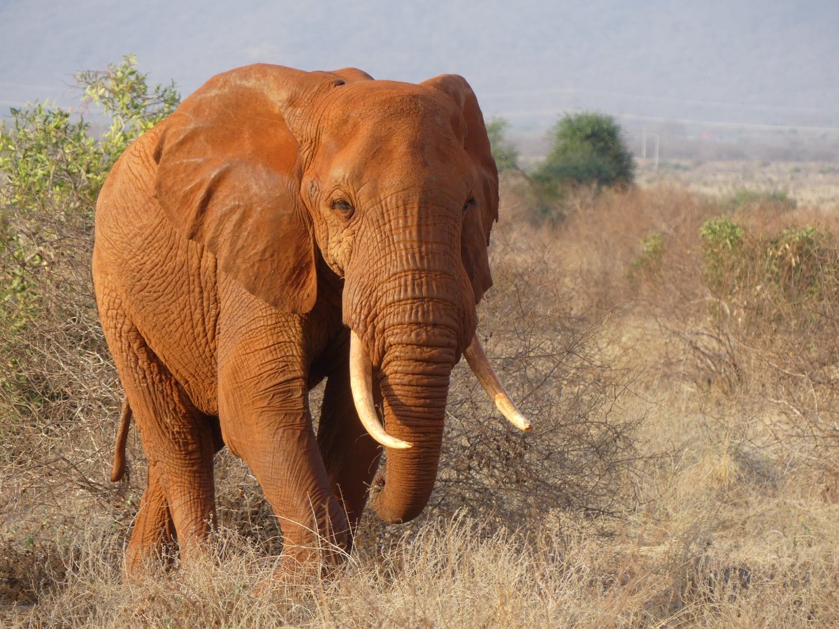 BECKERDREAM SAFARIS LIMITED