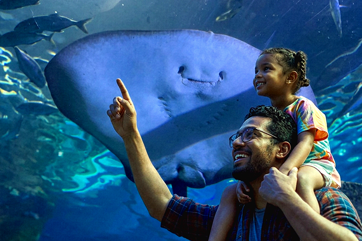 Odysseo oceanarium Mauritius