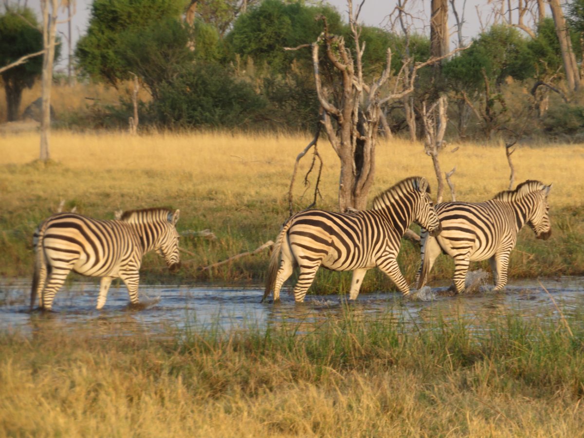 11-Day Wildlife Trekking