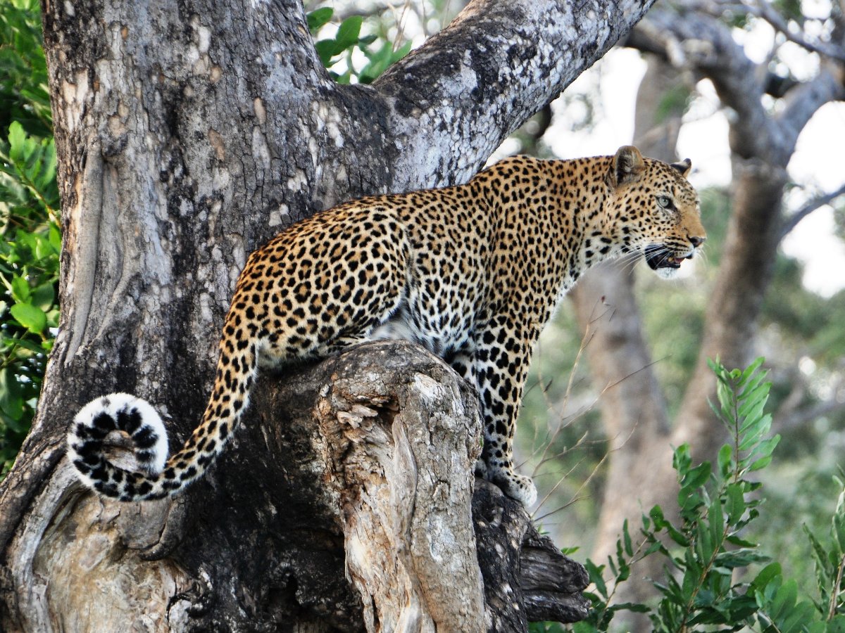 CHUI-Tours afrika safaris GmbH