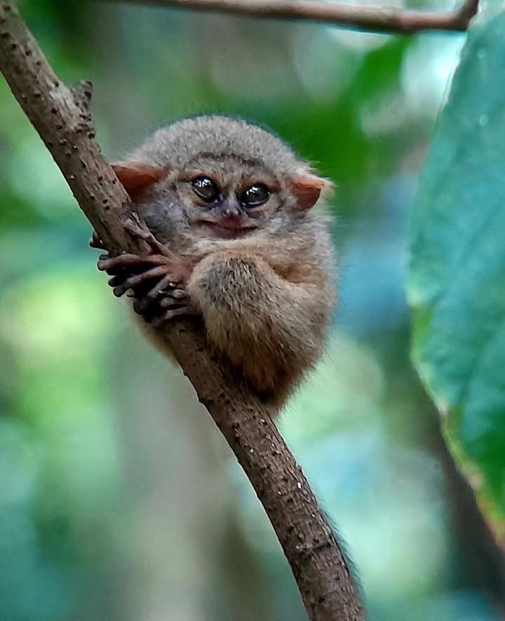 Vall North Sulawesi Explore