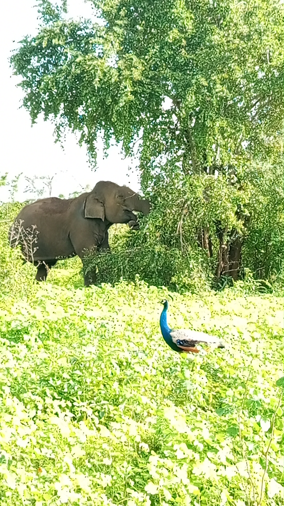 NEEM TREE SAFARI AND TOURS