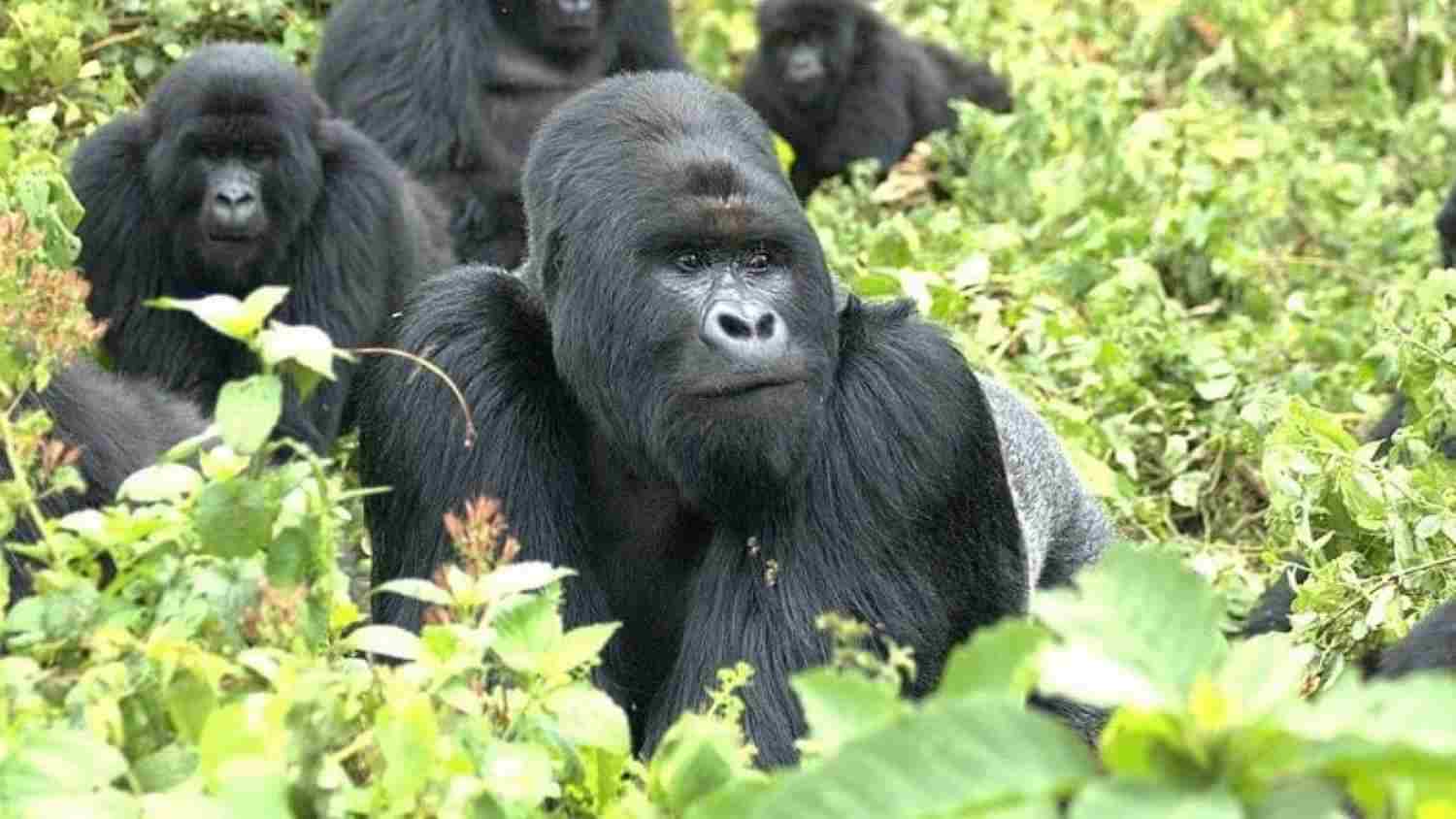Gorilla Safaris Rwanda