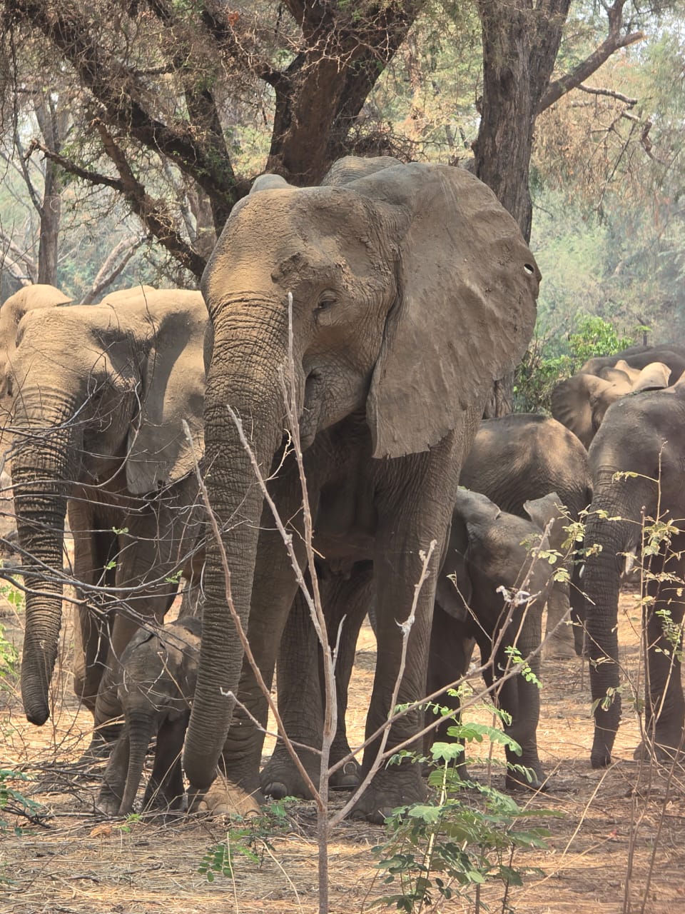 Panshila Safaris