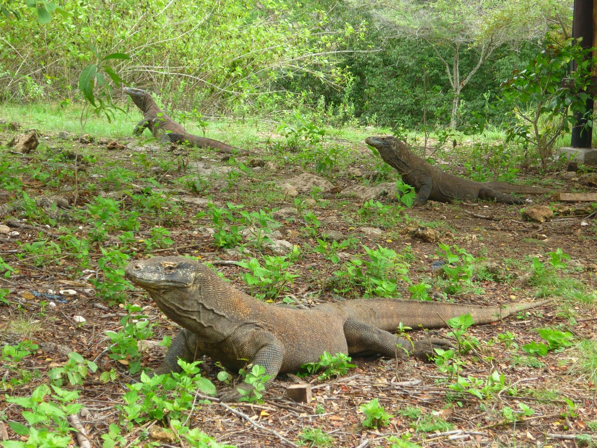 Mega Tours Komodo