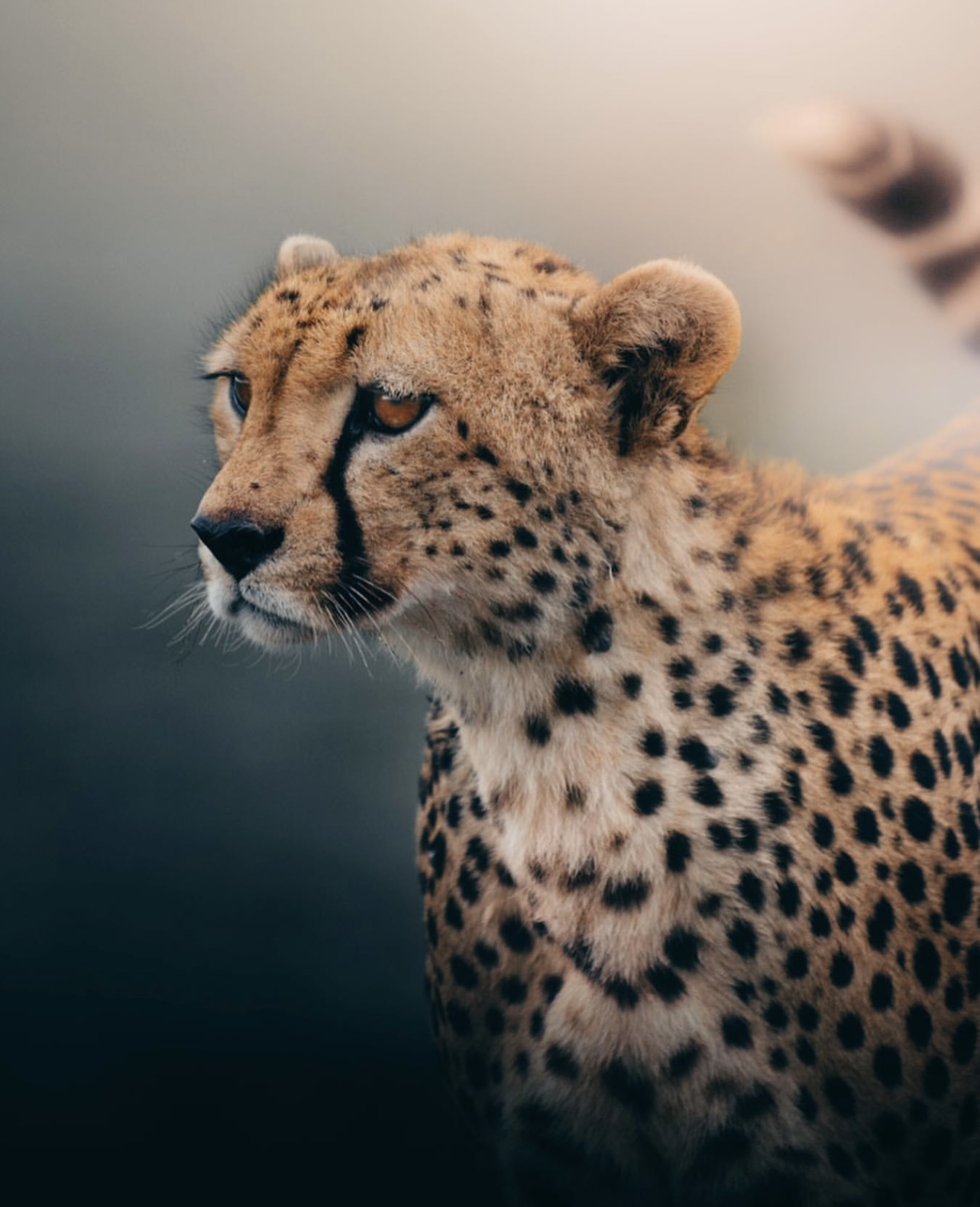 Nasikia Safaris