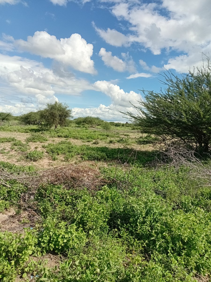Safari oasis bnb