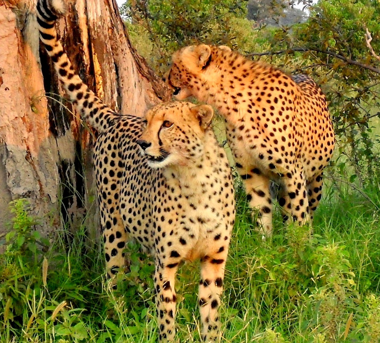 Afrimork Tours Botswana